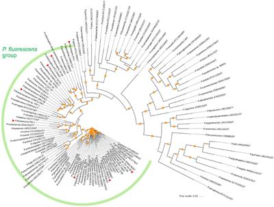 Root Exudates Alter the Expression of Diverse Metabolic, Transport, Regulatory, and Stress Response Genes in Rhizosphere Pseudomonas